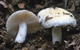 Russula raoultii