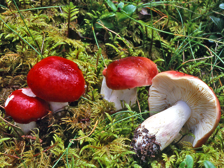 Russula rhodopus