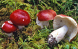 Russula rhodopus