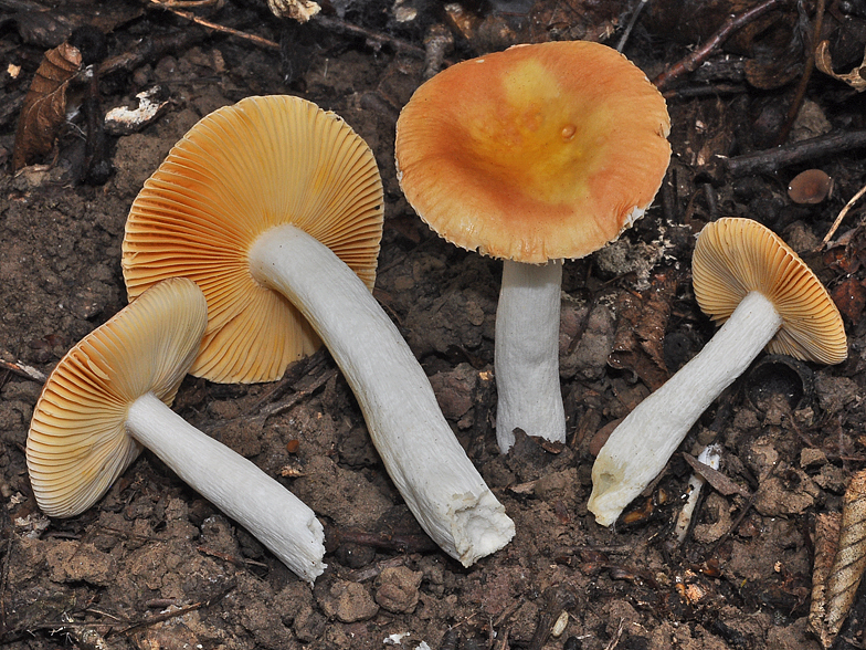 Russula risigallina