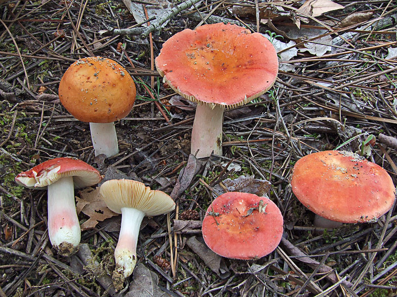 Russula roseipes