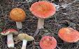 Russula roseipes