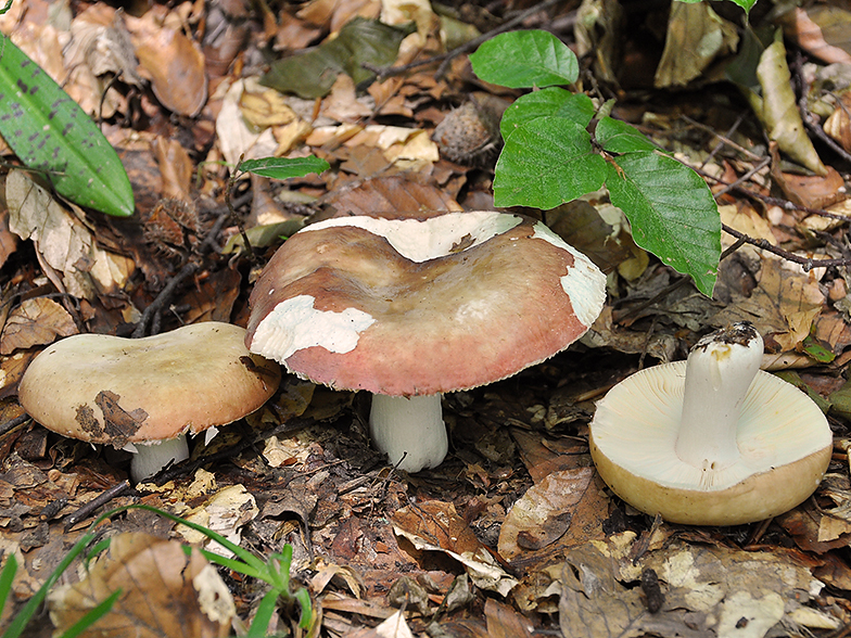 Russula rubroalba