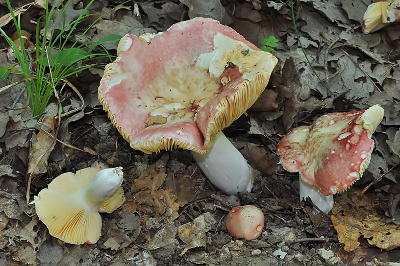 Russula rubroalba