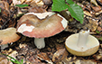 Russula rubroalba