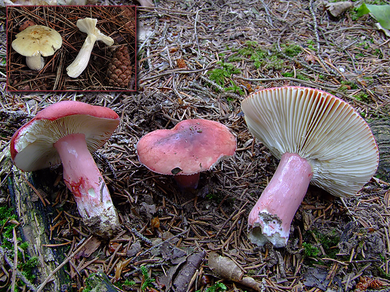 Russula sanguinaria