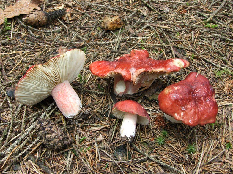 Russula sanguinaria