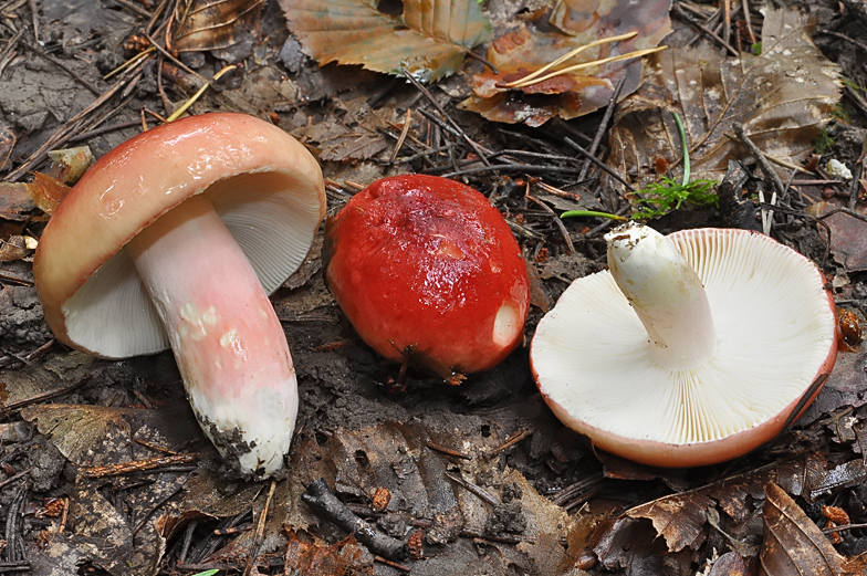 Russula sanguinaria