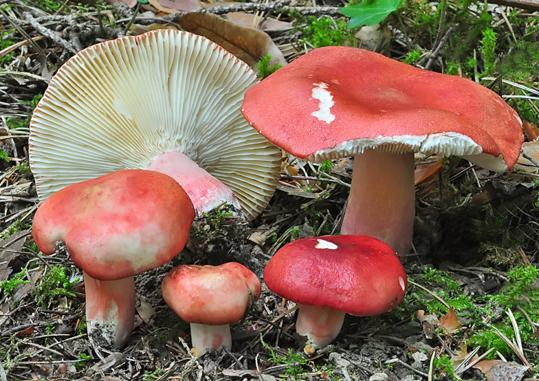 Russula sanguinaria