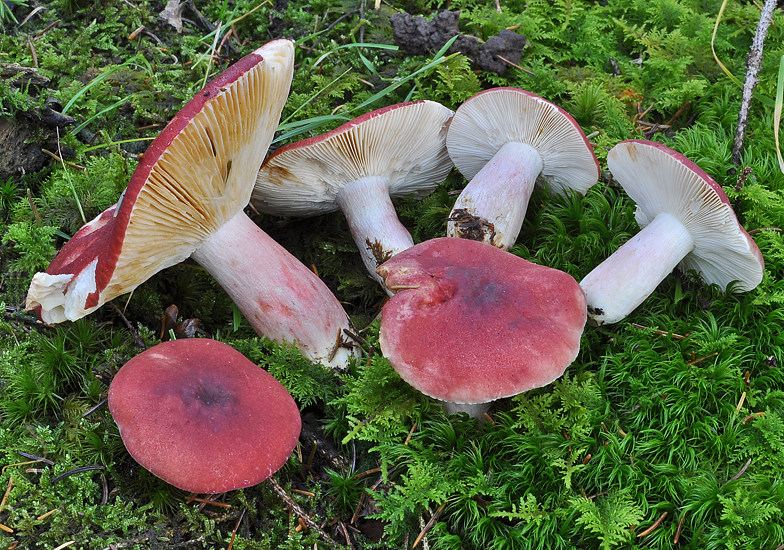 Russula sanguinaria