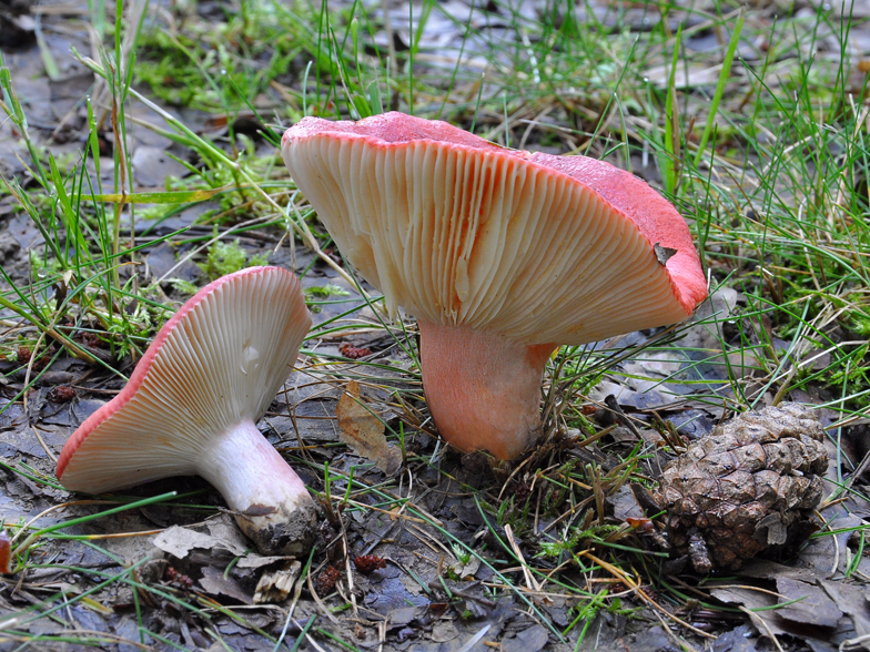 Russula sanguinaria