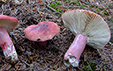 Russula sanguinaria