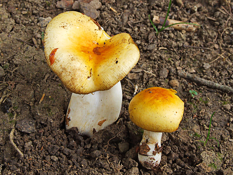 Russula solaris