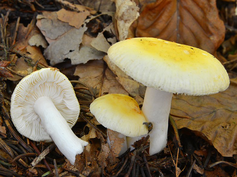 Russula solaris