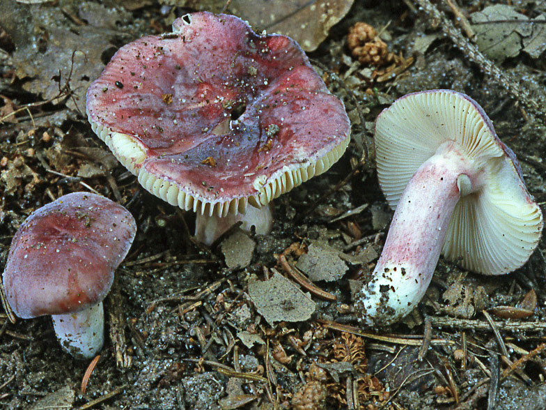 Russula stenocystidiata