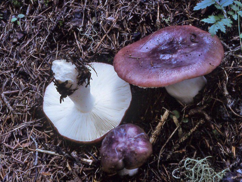 Russula subaffinis