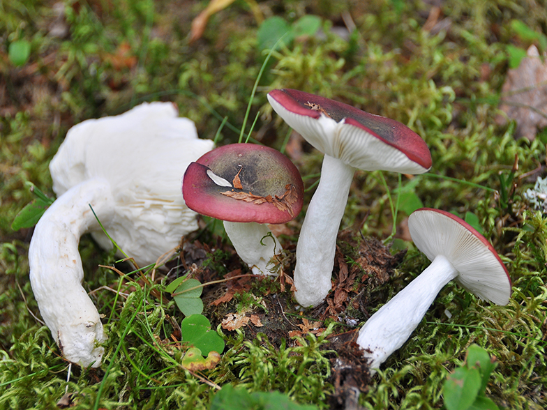 Russula subaffinis