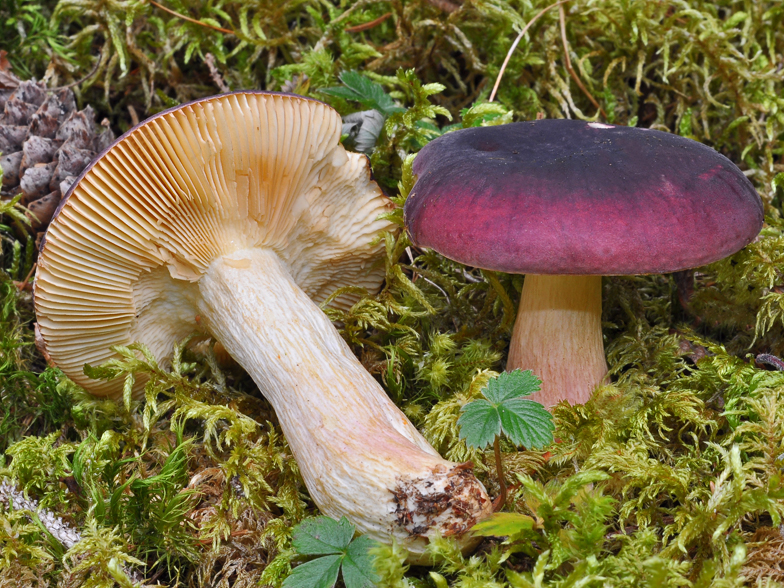 Russula suberythropus 2