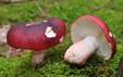 Russula suberythropus