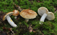 Russula subfoetens