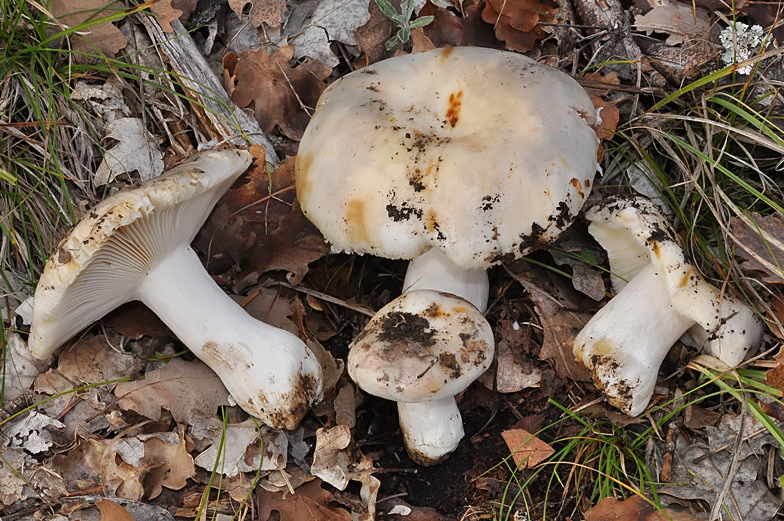 Russula subterfurcata