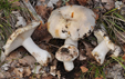 Russula subterfurcata