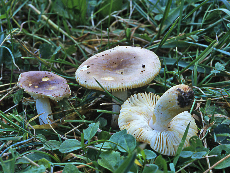 Russula terenopus