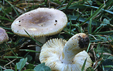 Russula terenopus