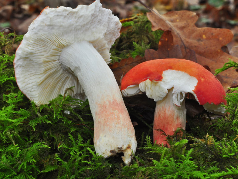 Russula tinctipes