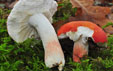 Russula tinctipes