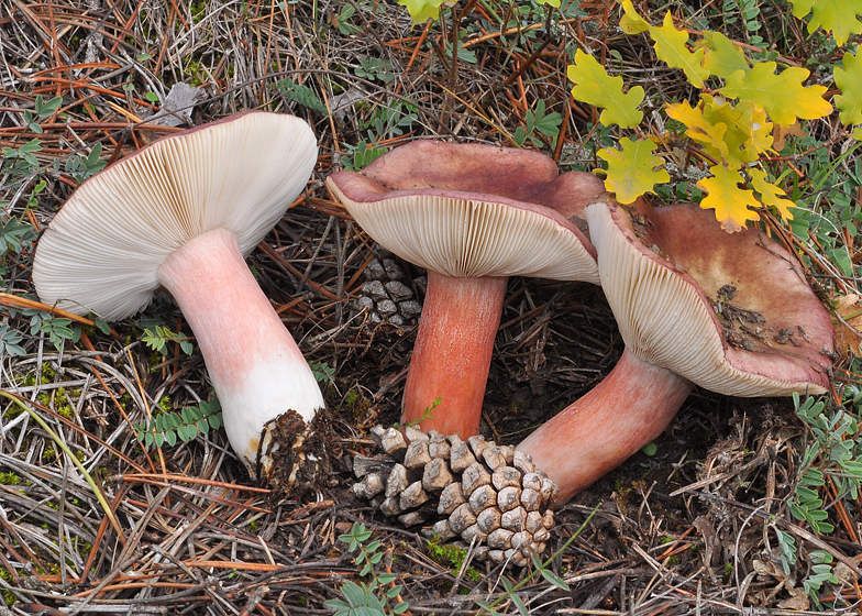 Russula torulosa