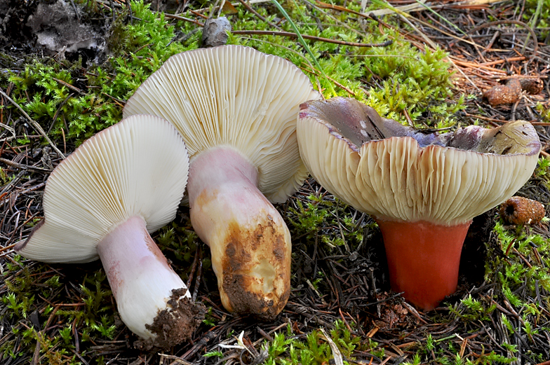 Russula torulosa