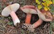 Russula torulosa