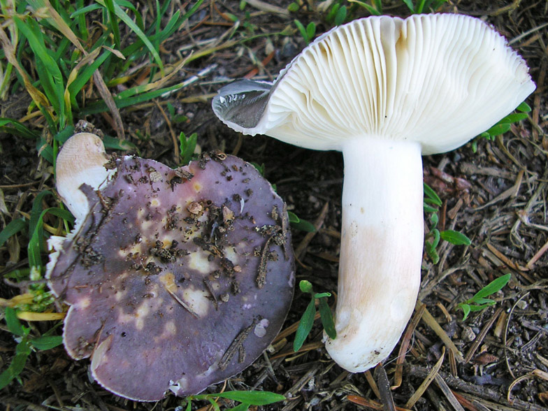 Russula variegatula