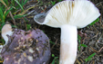 Russula variegatula