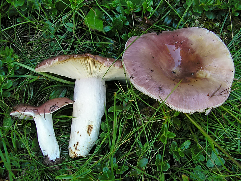 Russula vesca