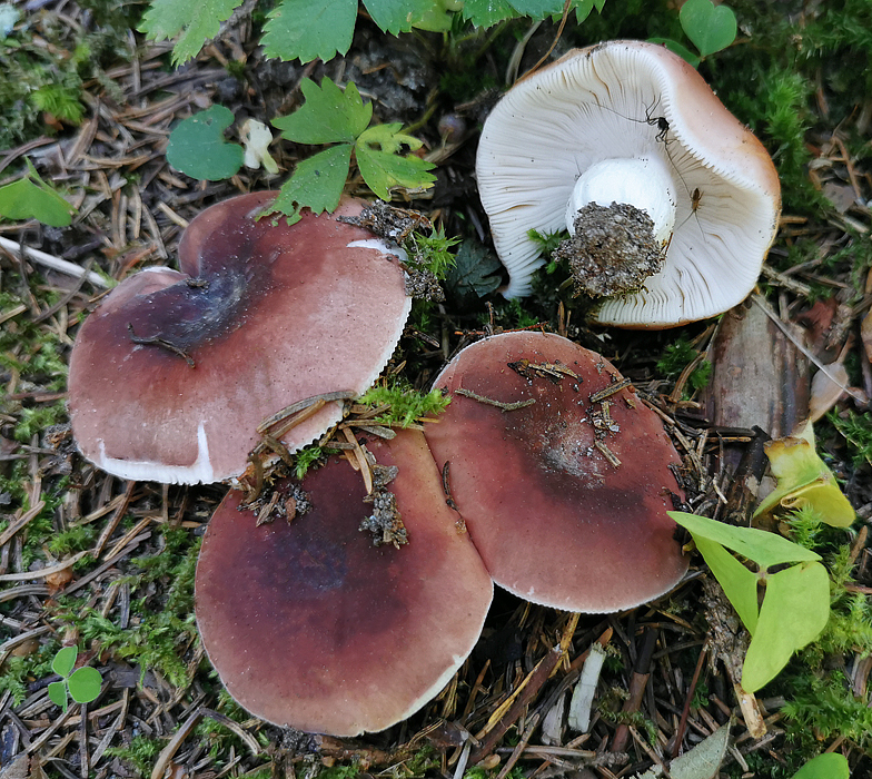 Russula vesca