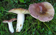 Russula vesca