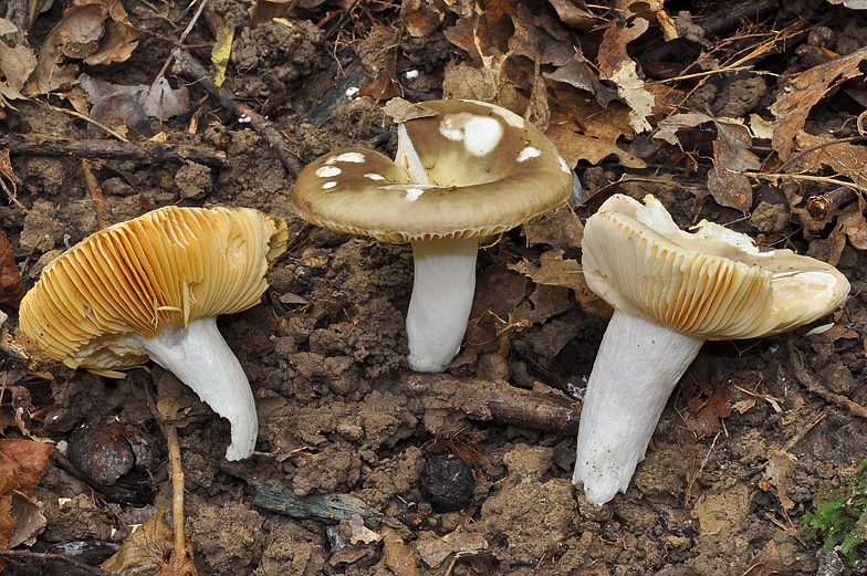 Russula veternosa