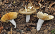 Russula veternosa