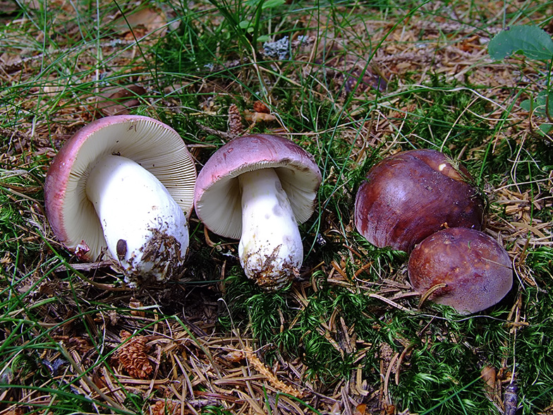 Russula vinosa