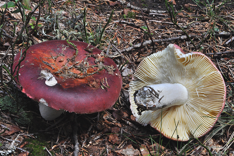 Russula vinosa