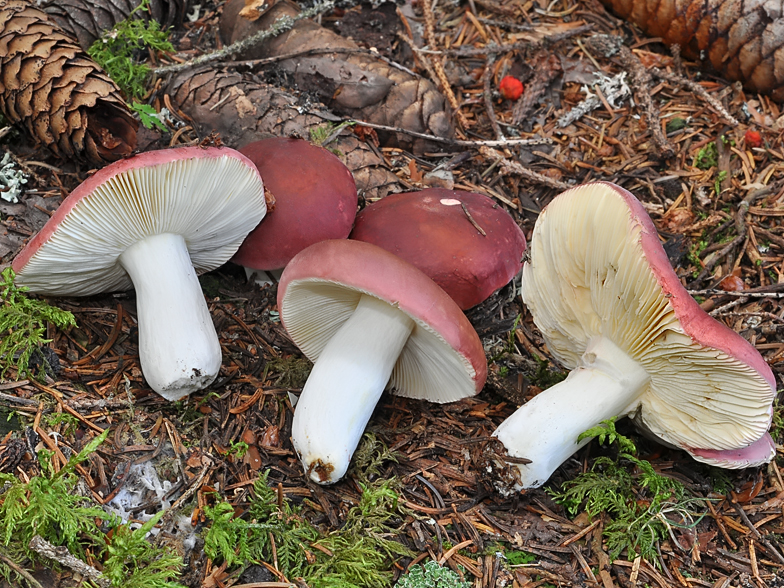 Russula vinosa