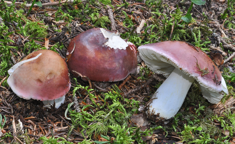 Russula vinosa