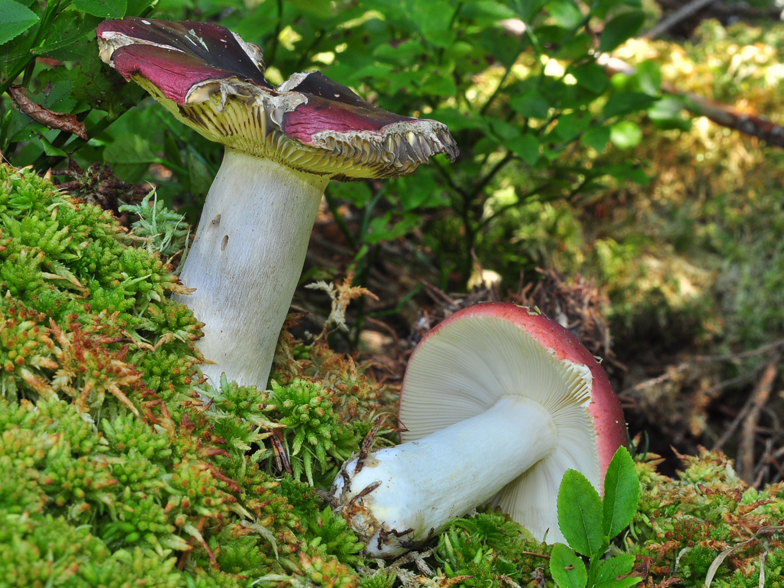 Russula vinosa