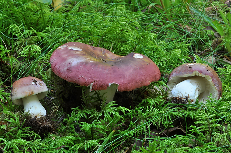 Russula vinosa