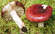 Russula vinosa forme immutabilis