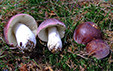 Russula vinosa