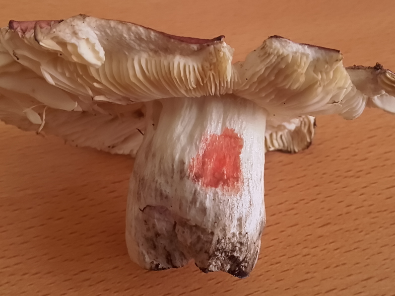 Russula vinosa reaction