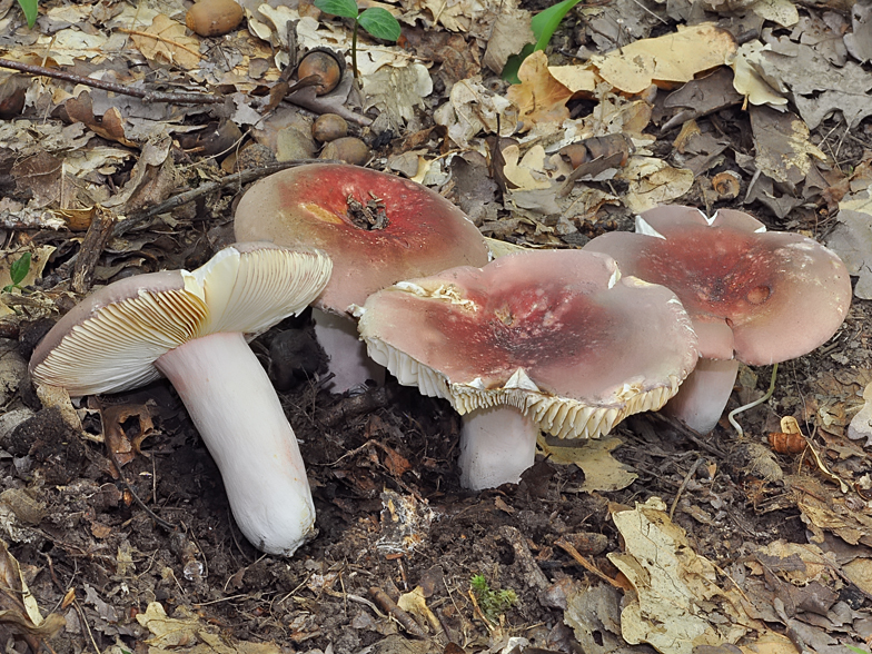 Russula vinosobrunnea